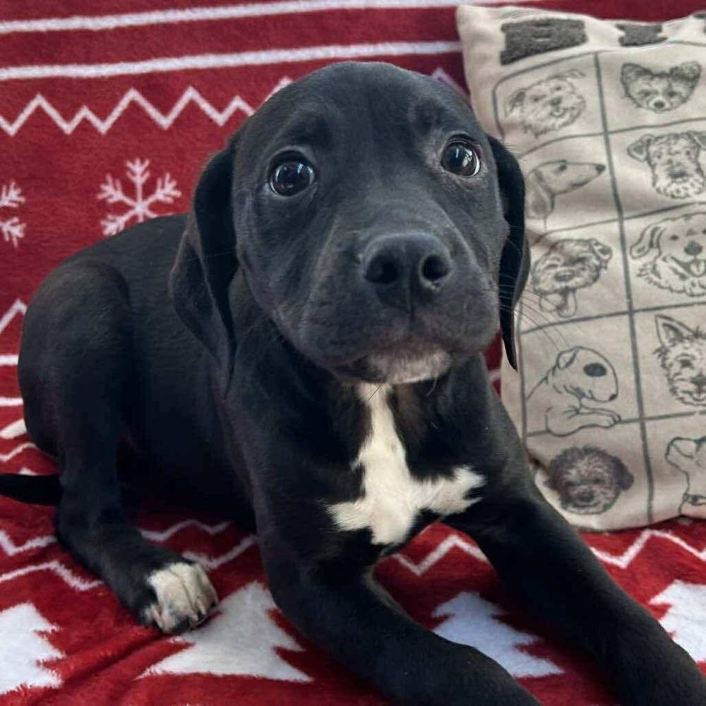 Enlarge Biscuit, a Adoptable mixed breed in Groveland, MA image 2/3