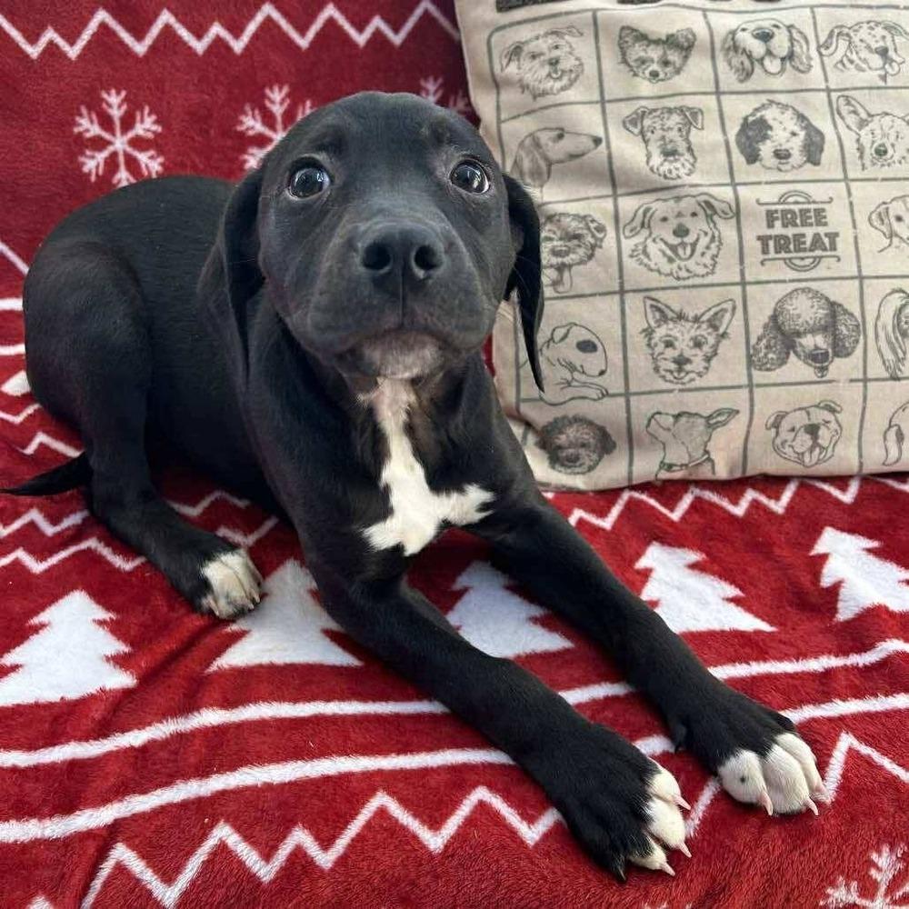 Enlarge Biscuit, a Adoptable mixed breed in Groveland, MA image 3/3