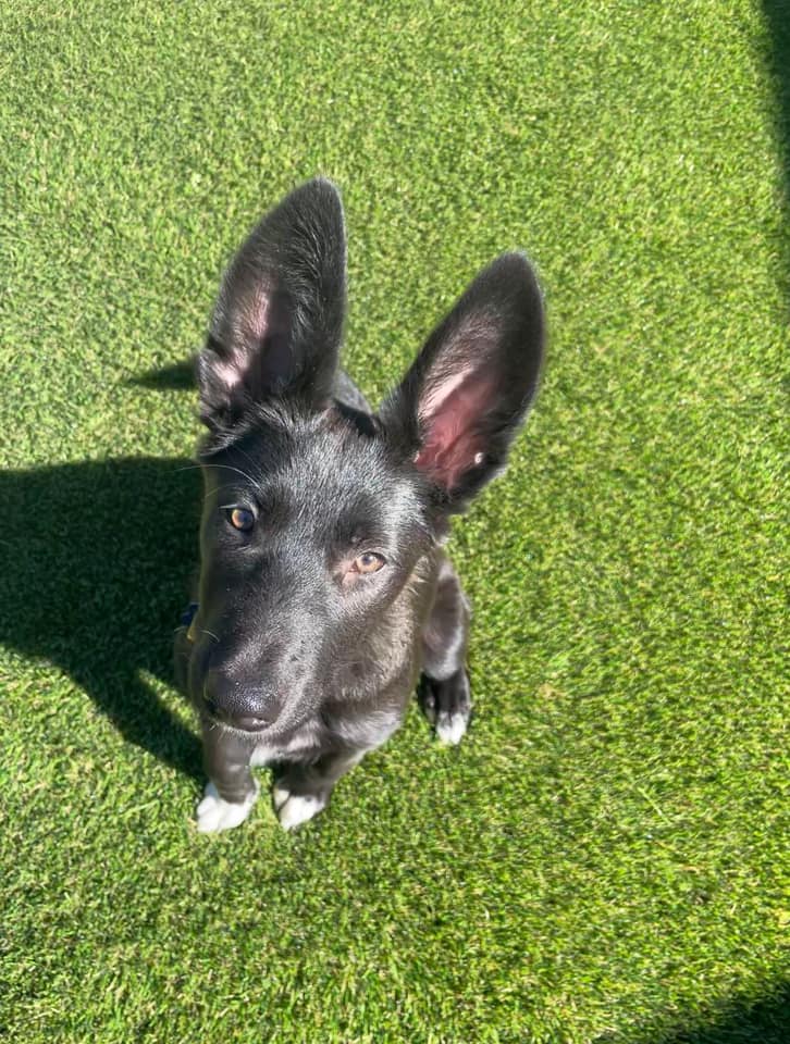 Max