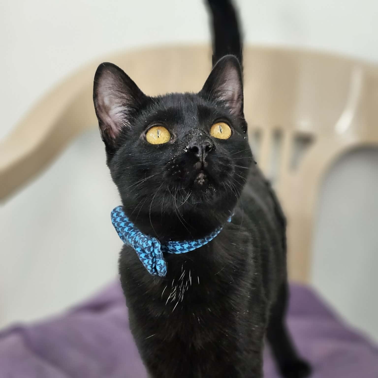 Enlarge BooBoo, an adoptable Domestic Short Hair in Waynesville, NC image 1/2