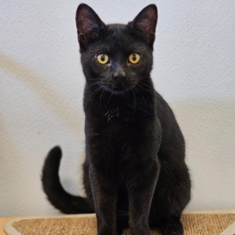 Enlarge BooBoo, an adoptable Domestic Short Hair in Waynesville, NC image 2/2