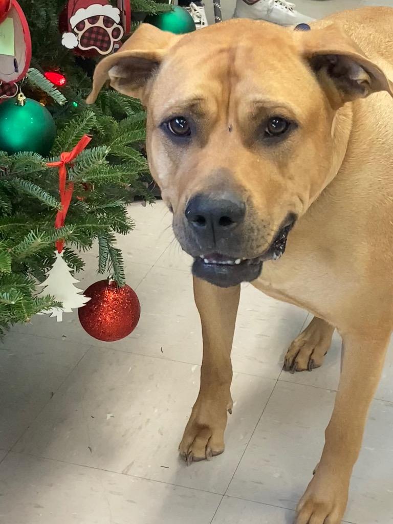 Louie, Adoptable, Adult Male Bullmastiff & Hound.