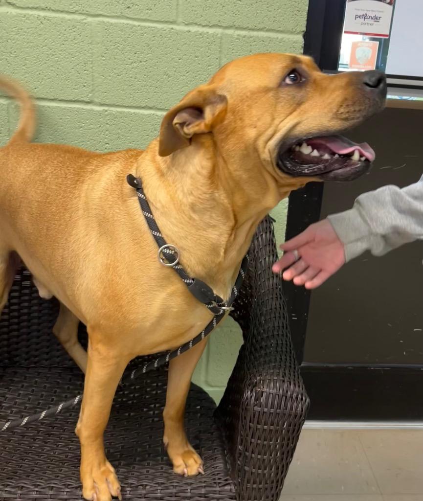 Louie, a Adoptable mixed breed in Burnsville, NC image 2/2