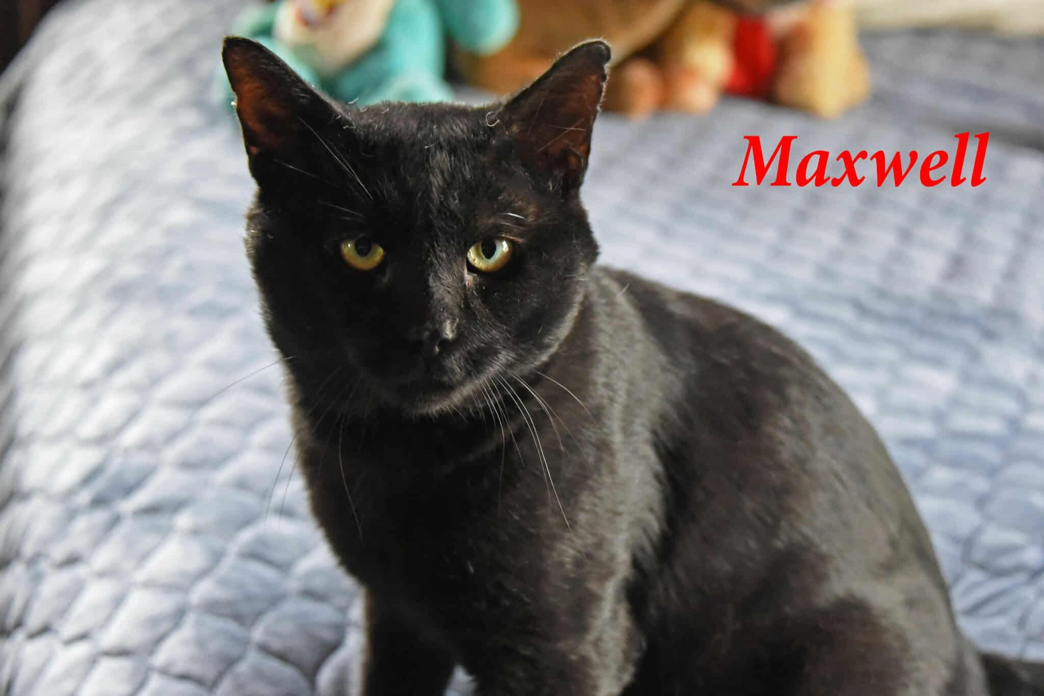 Enlarge Maxwell, a Adoptable American Shorthair in Johnstown, NY image 3/6