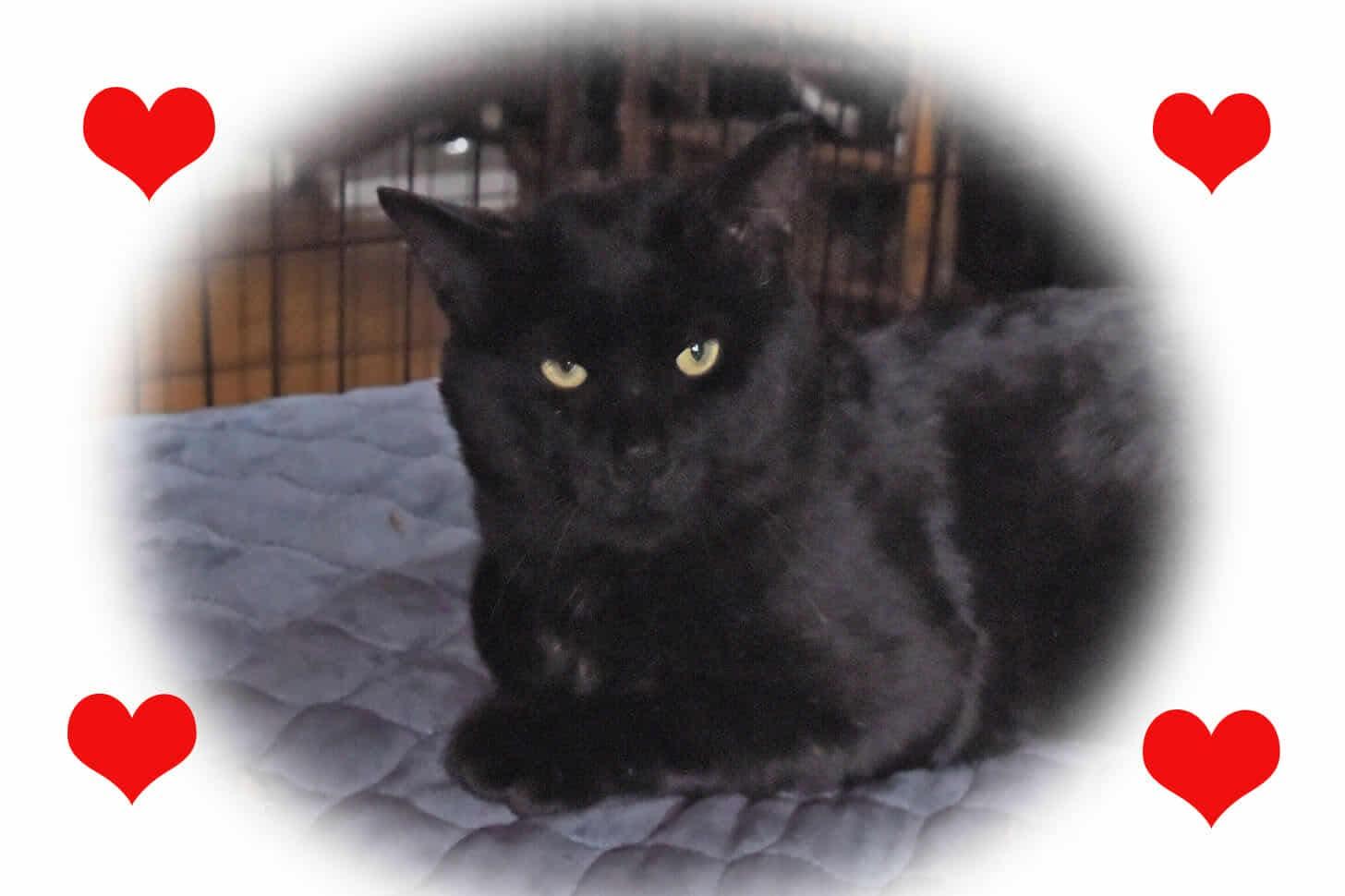 Enlarge Maxwell, a Adoptable American Shorthair in Johnstown, NY image 4/6