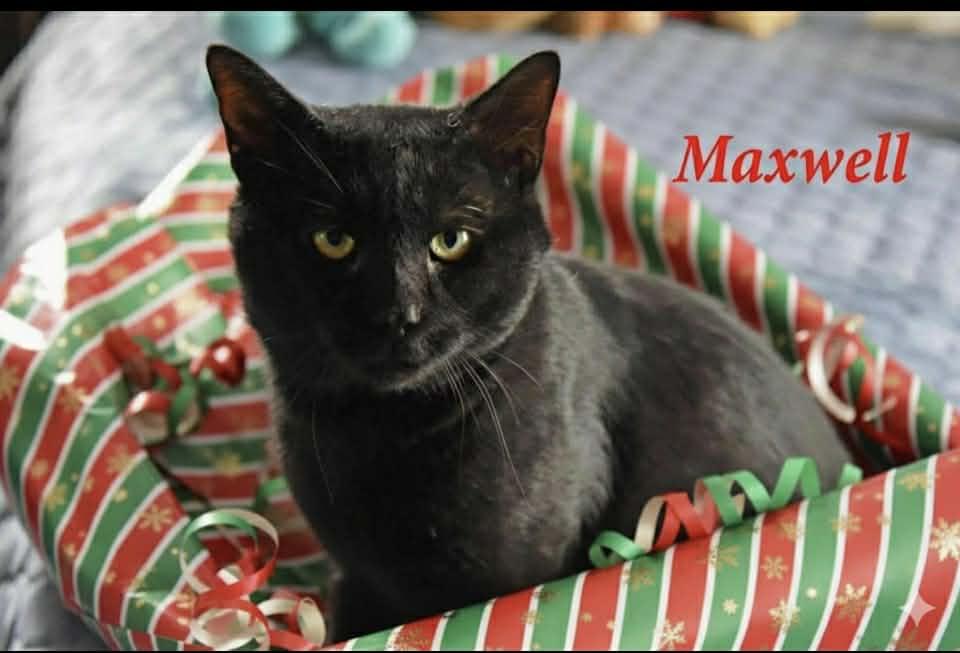 Maxwell, Adoptable, Adult Male American Shorthair.