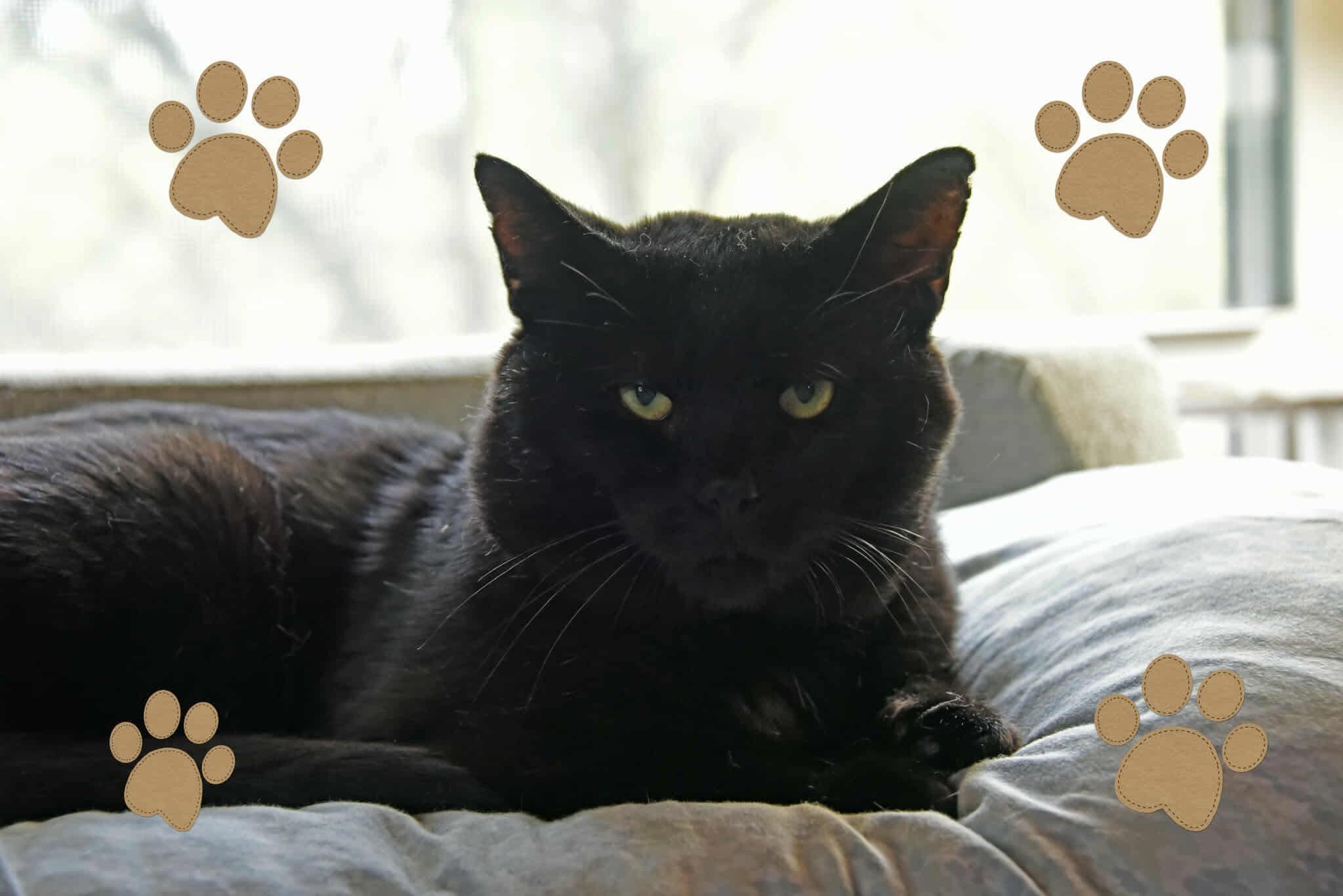 Enlarge Maxwell, a Adoptable American Shorthair in Johnstown, NY image 6/6