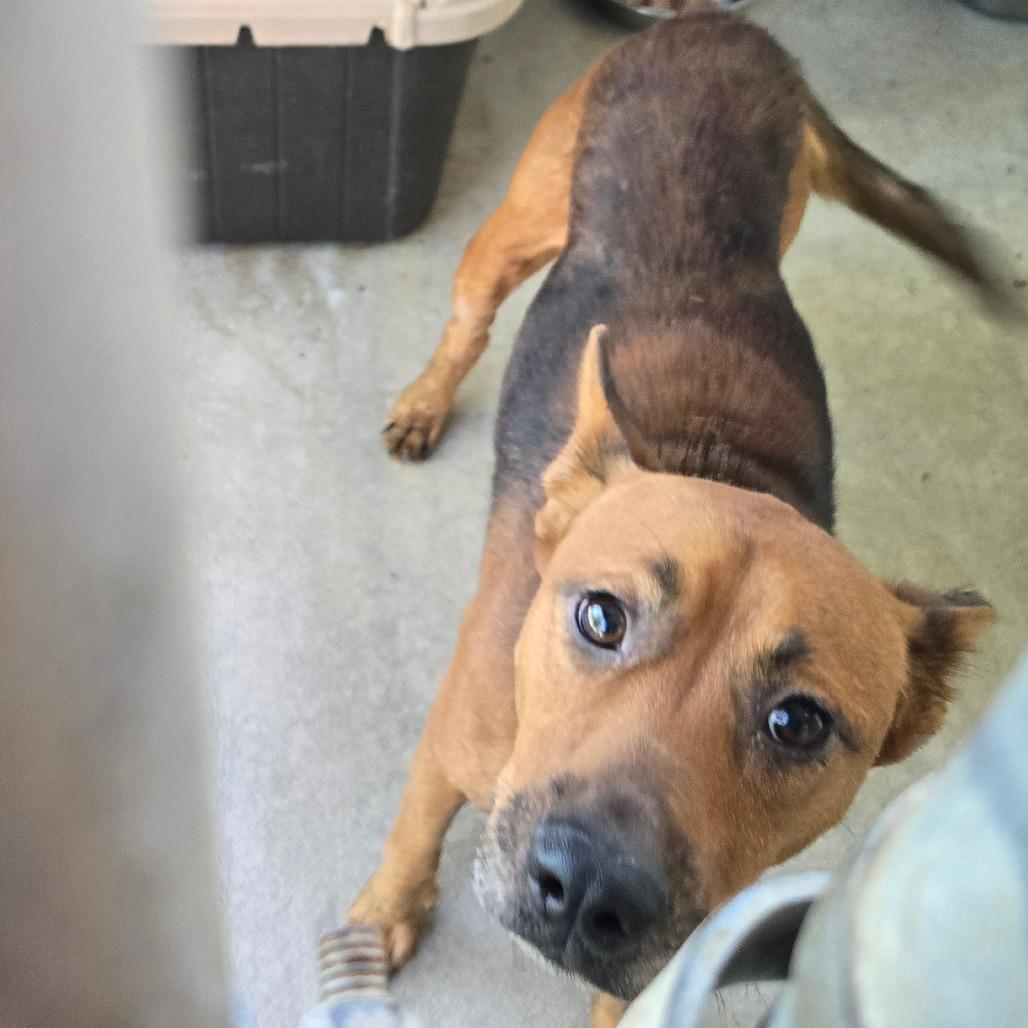 Frank's, Adoptable, Adult Male Mixed Breed.