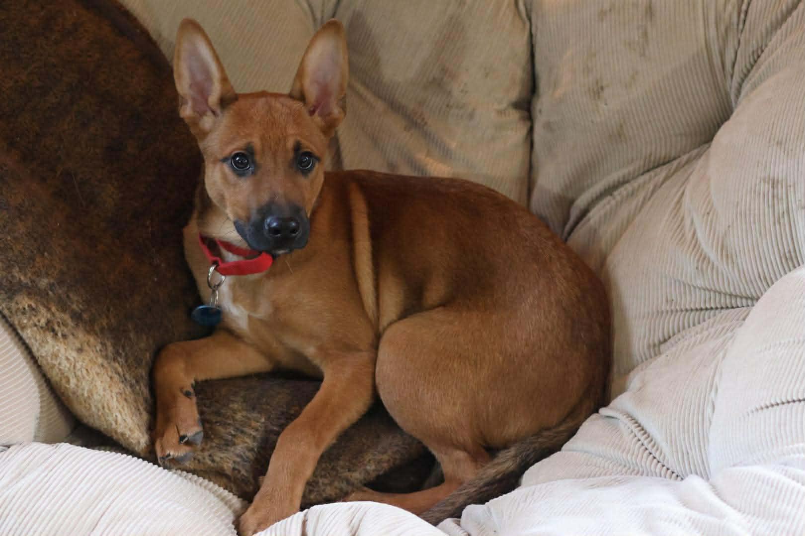 Enlarge Ross, a Adoptable mixed breed in Sioux Falls, SD image 3/6