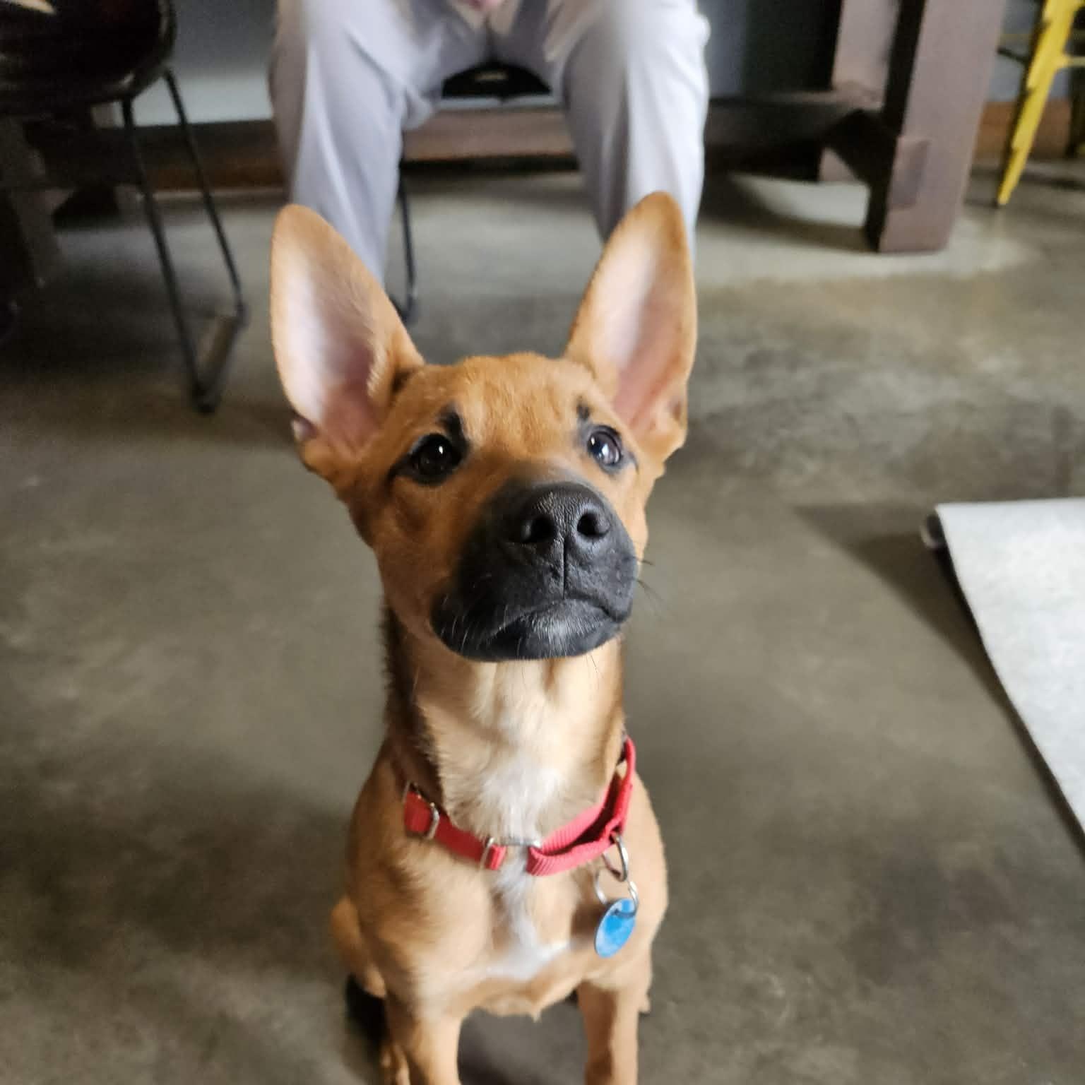 Enlarge Ross, a Adoptable mixed breed in Sioux Falls, SD image 1/6