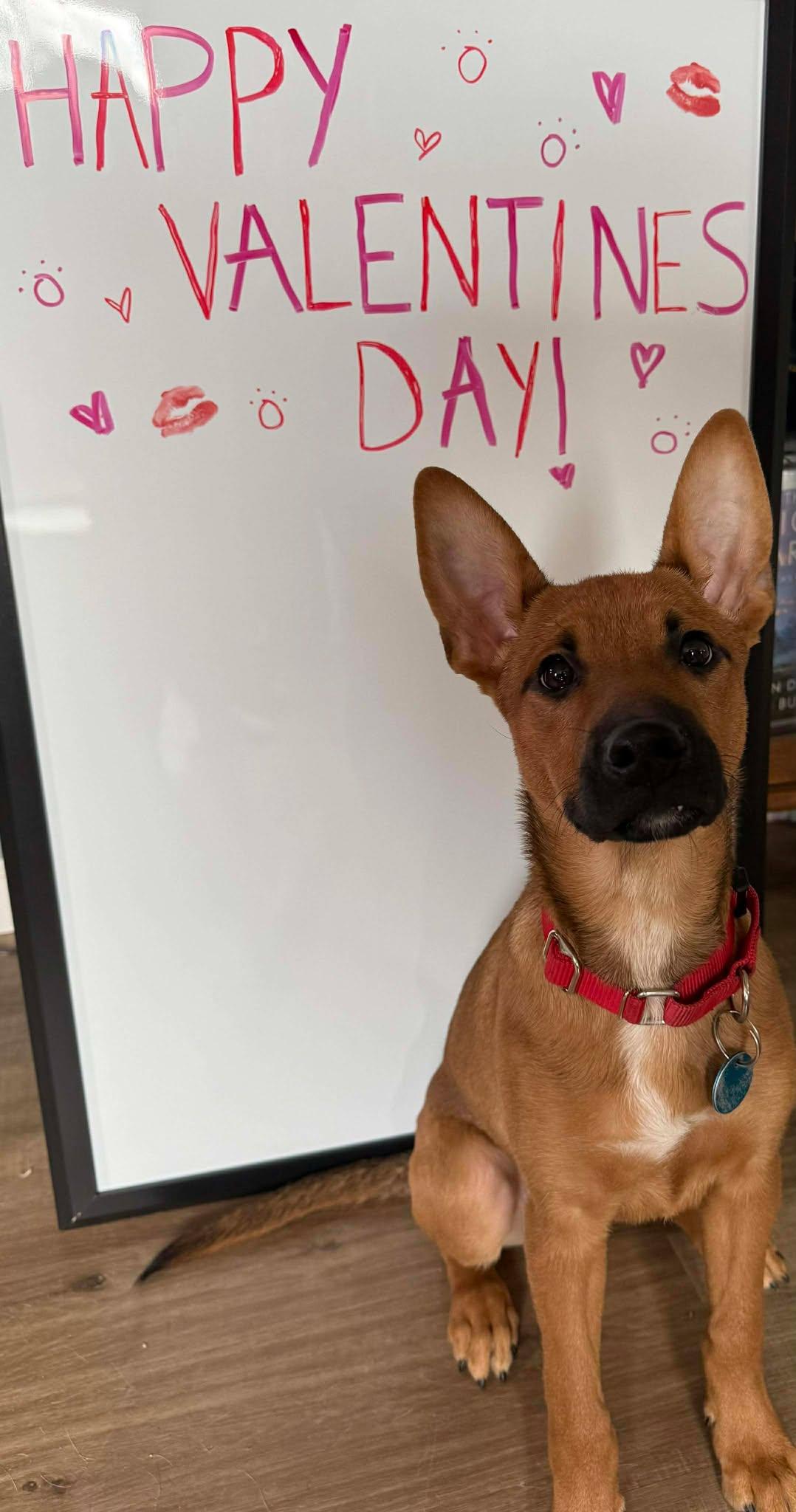 Ross — thumbnail 4