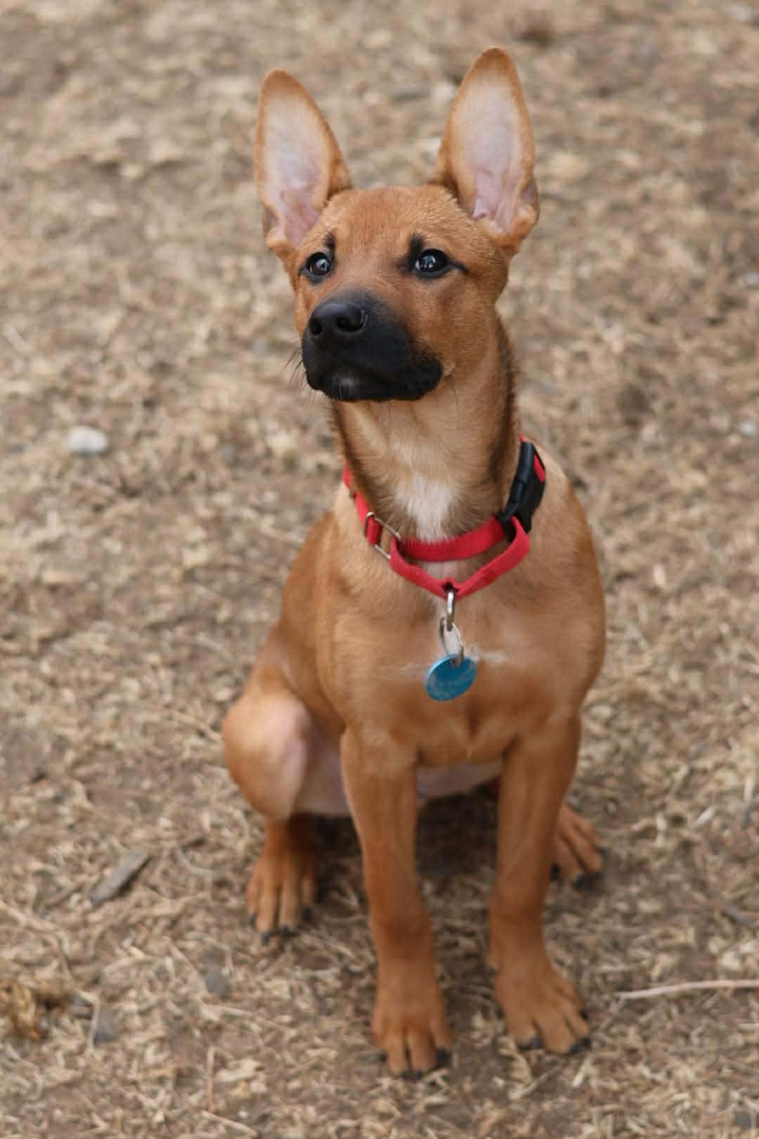 Enlarge Ross, a Adoptable mixed breed in Sioux Falls, SD image 6/6