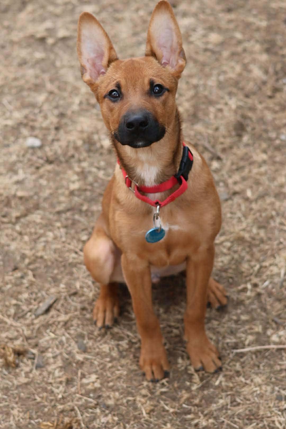 Enlarge Ross, a Adoptable mixed breed in Sioux Falls, SD image 2/6