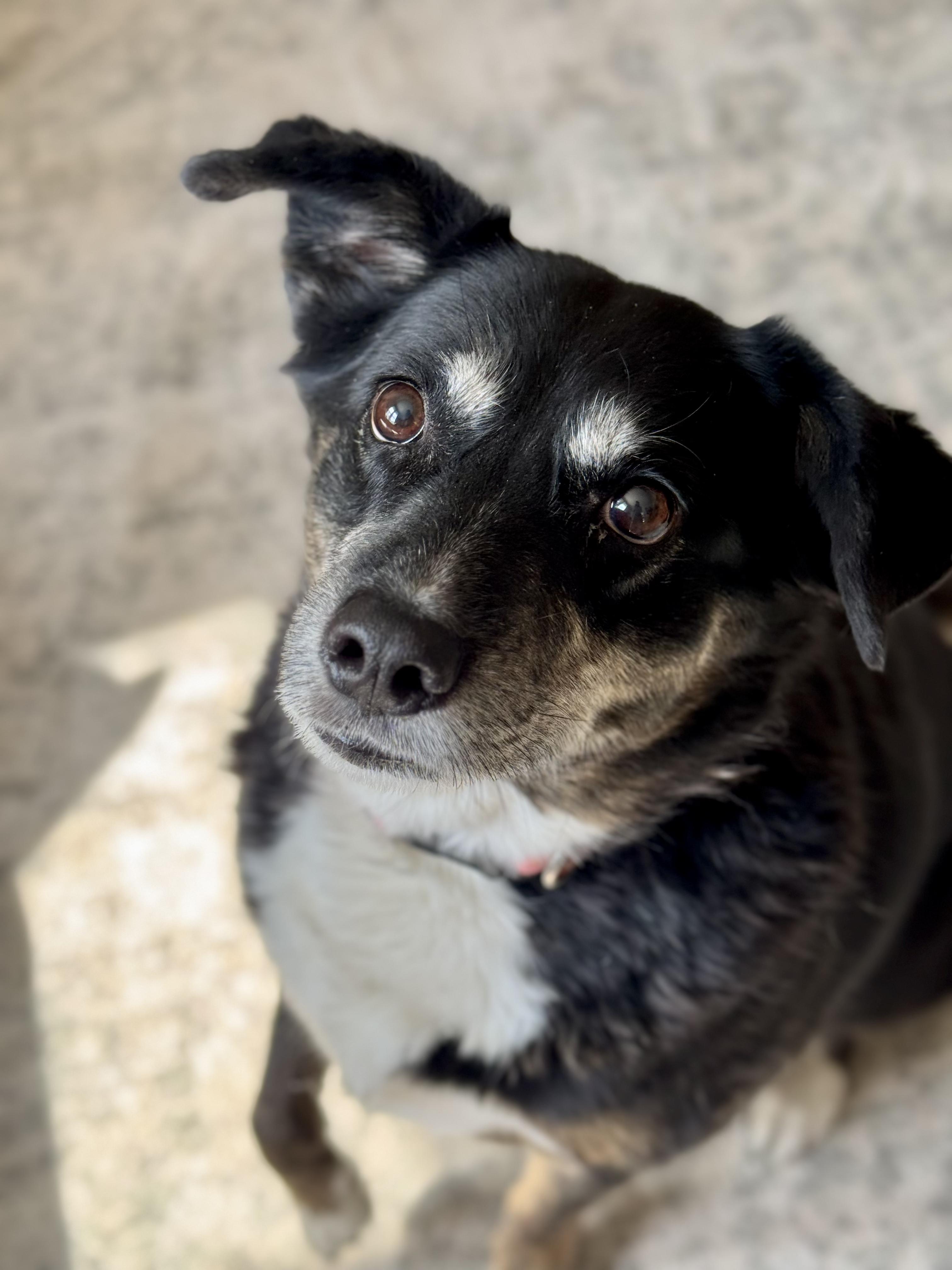 Korra, a Adoptable mixed breed in salt lake city, UT image 4/5