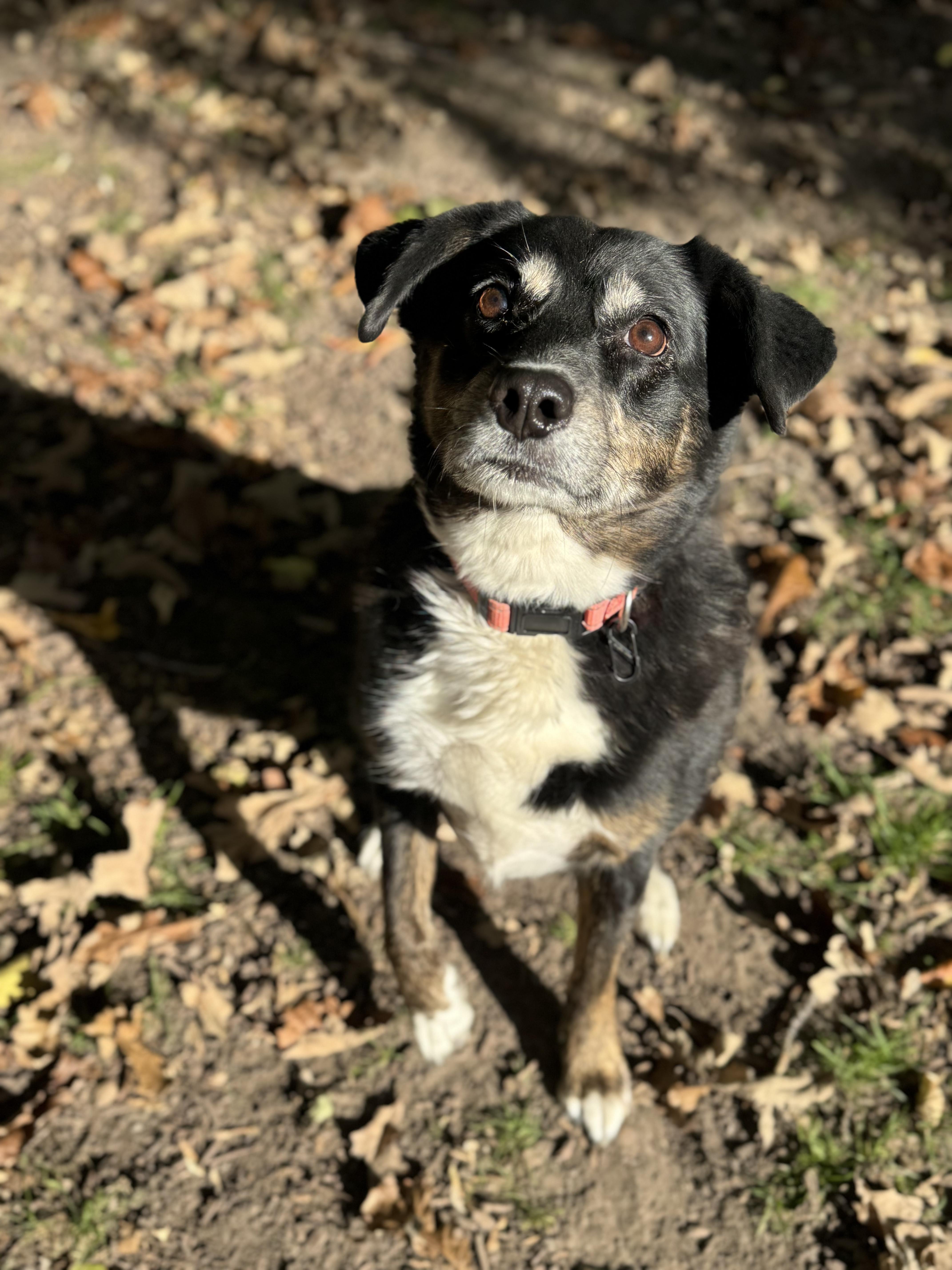 Korra, a Adoptable mixed breed in salt lake city, UT image 2/5