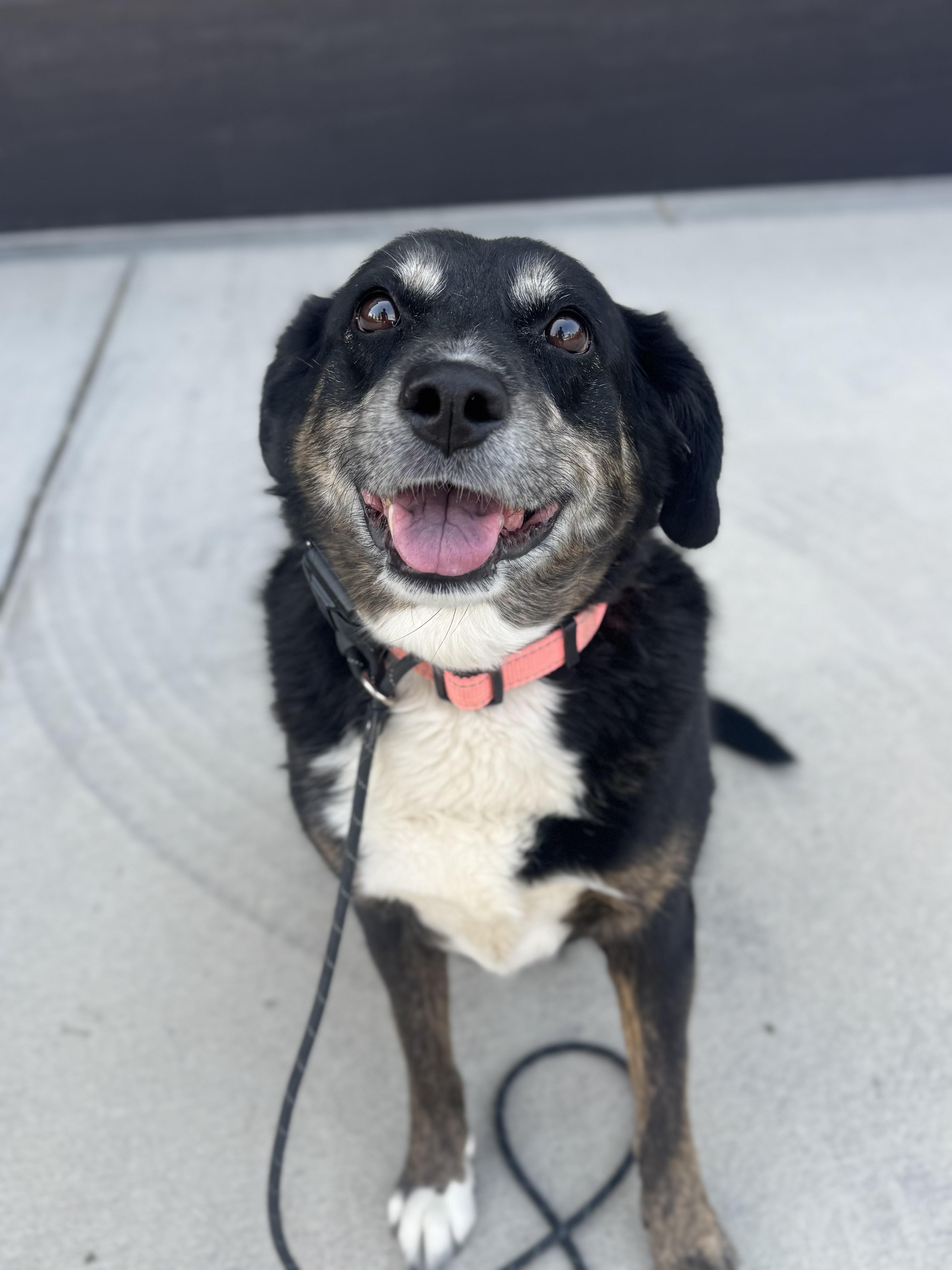 Korra, a Adoptable mixed breed in salt lake city, UT image 3/5