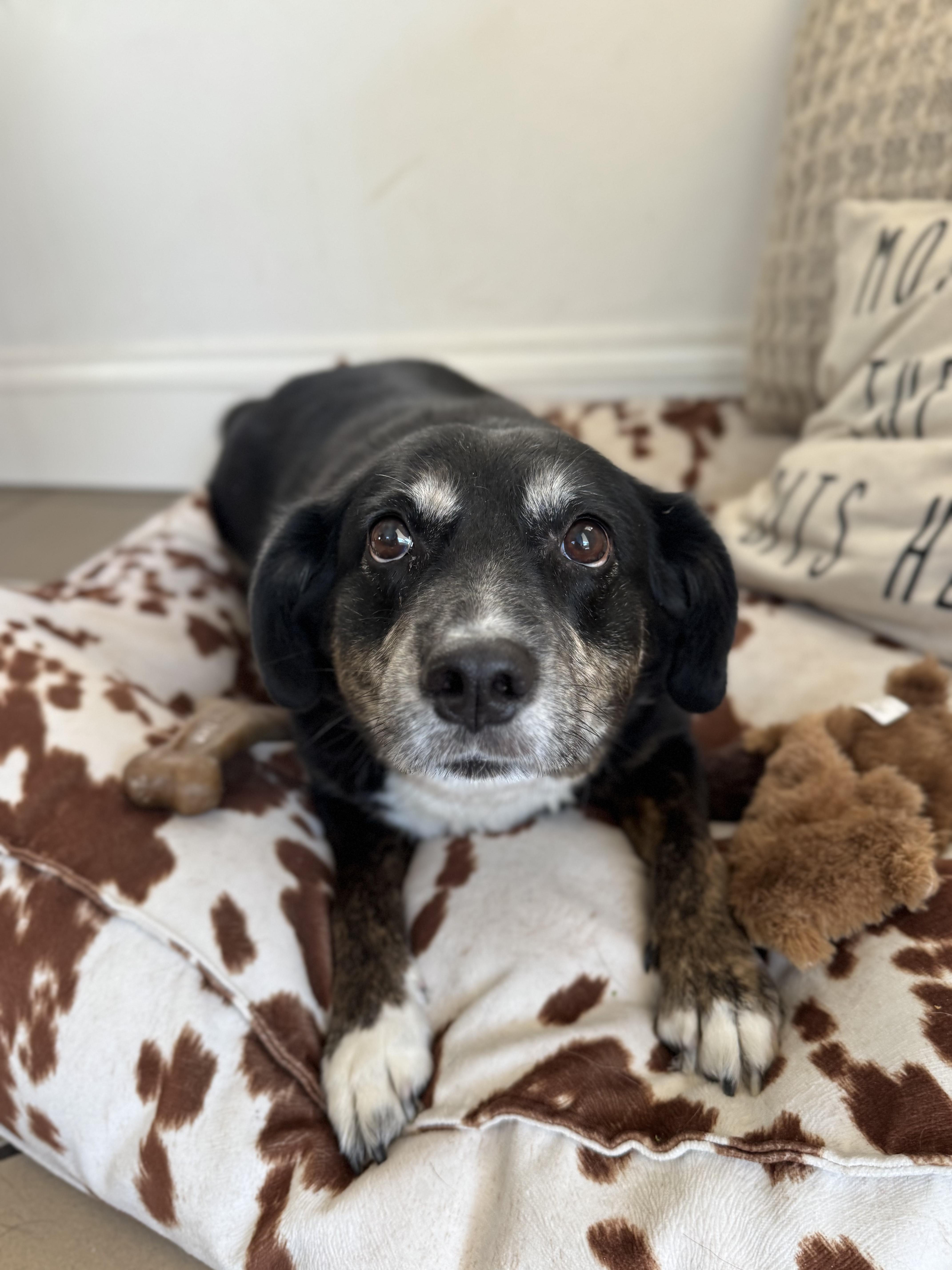 Korra, a Adoptable mixed breed in salt lake city, UT image 5/5