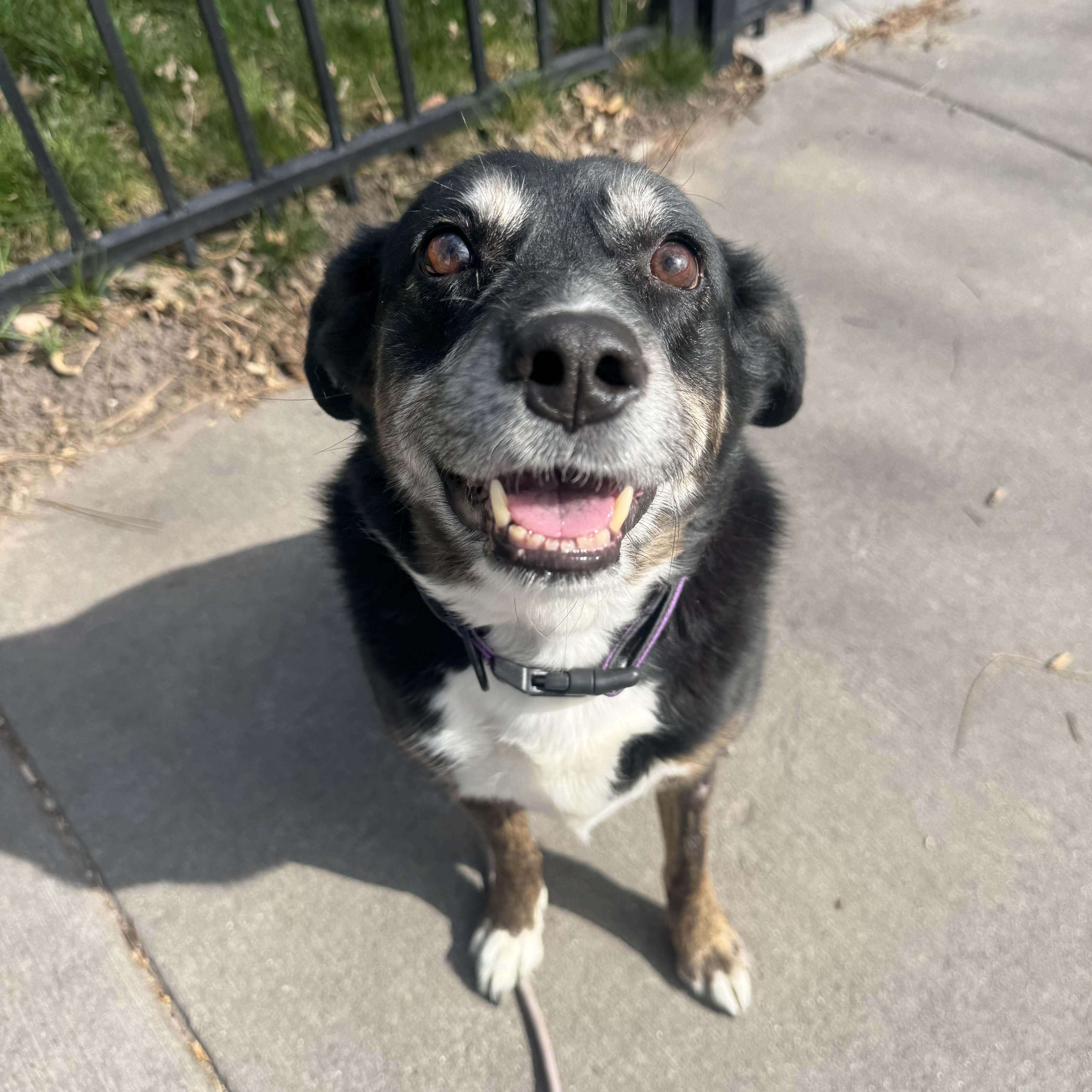 Korra, Adoptable, Senior Female Australian Cattle Dog / Blue Heeler & Border Collie.