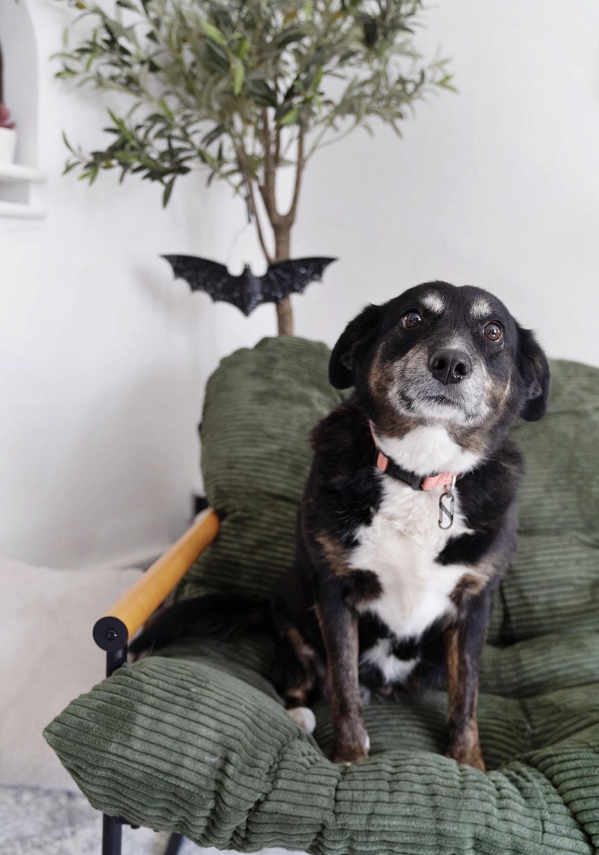 Korra, Adoptable, Senior Female Australian Cattle Dog / Blue Heeler & Border Collie.