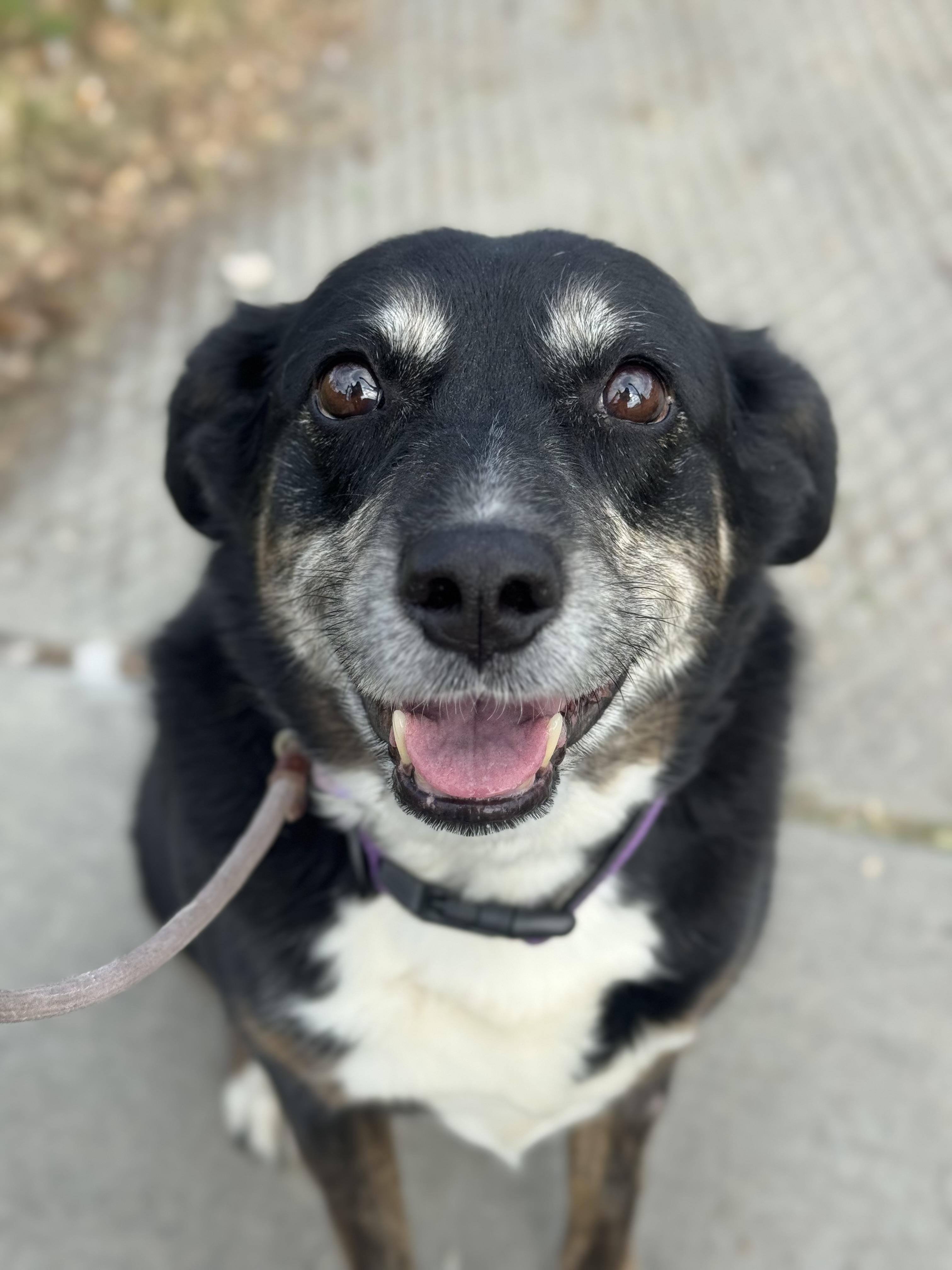 Enlarge Korra, a Adoptable mixed breed in salt lake city, UT image 6/6