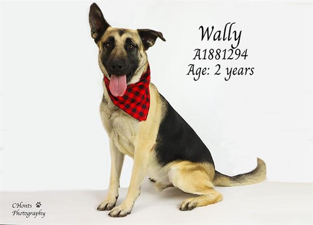 WALLY, Adoptable, Adult Male German Shepherd Dog.