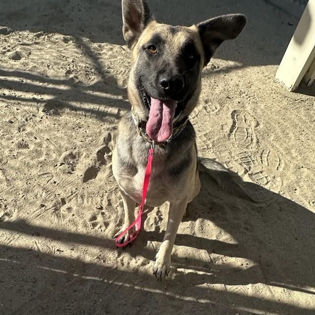 Enlarge WALLY, a Adoptable German Shepherd Dog in Thousand Palms, CA image 1/1