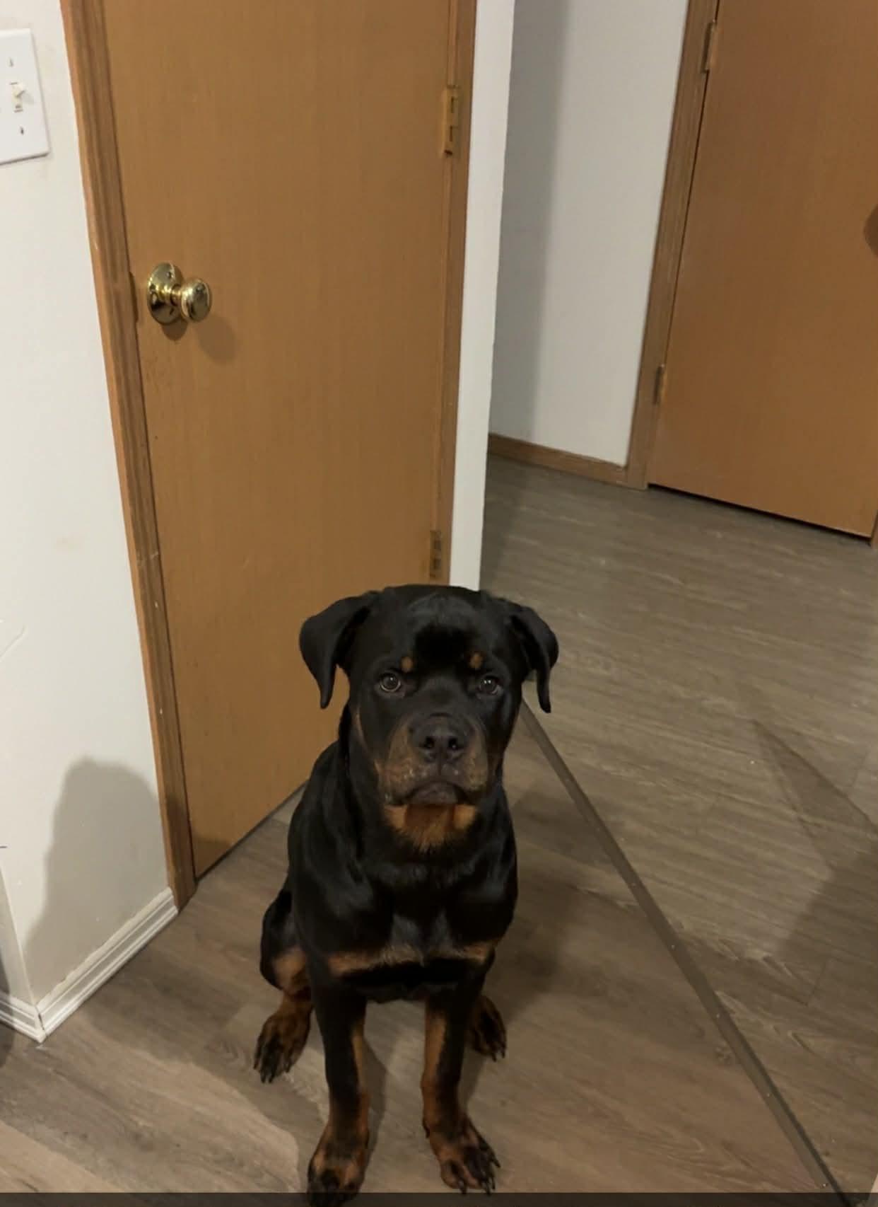 Enlarge Rocky, an adoptable Rottweiler in Shelton, WA image 1/1