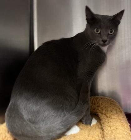 Hazel, an adoptable Domestic Short Hair in Redmond, OR, 97756 | Photo Image 1