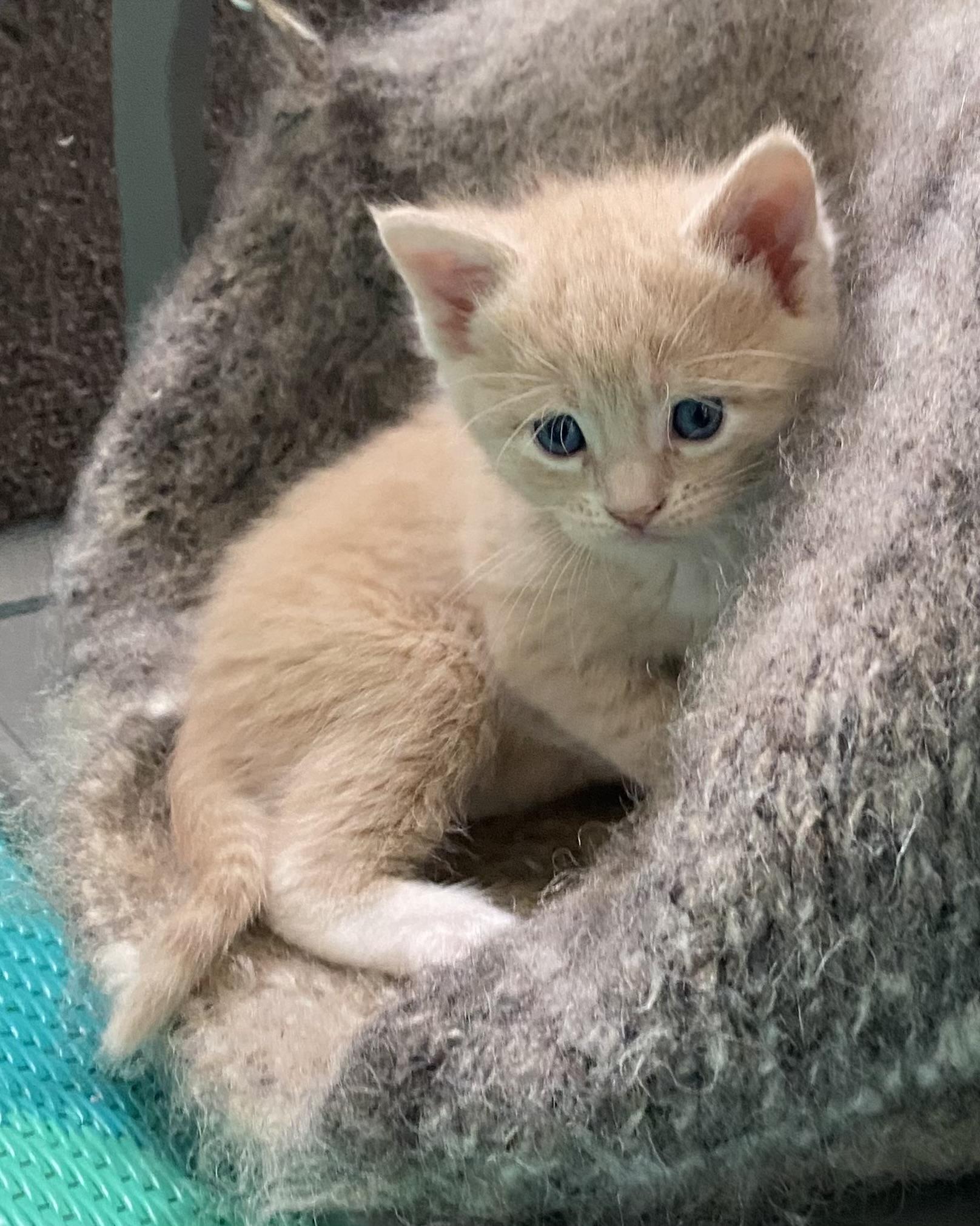 Gaston, an adopted Domestic Short Hair in Stanstead, QC image 2/3