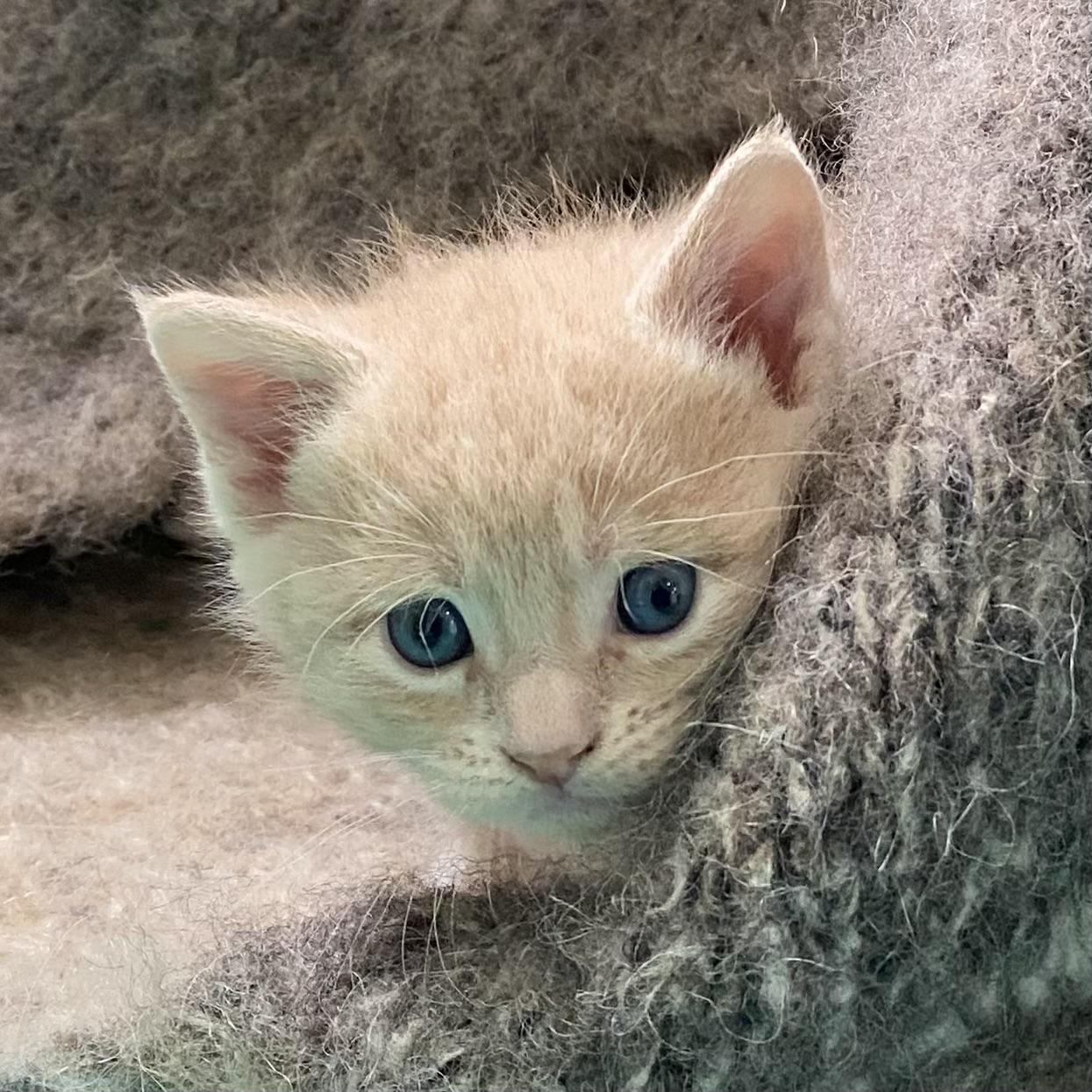 Gaston, an adopted Domestic Short Hair in Stanstead, QC image 1/3