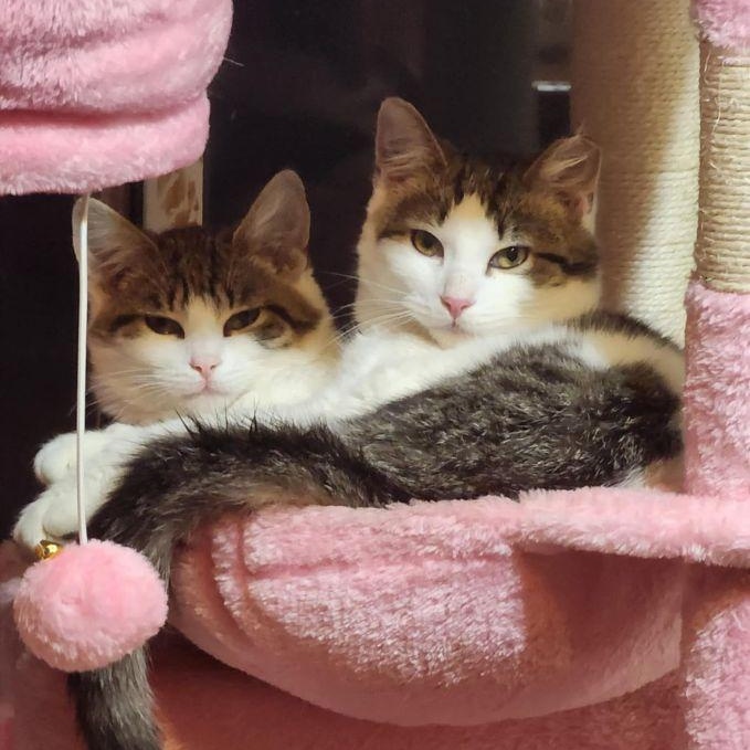 Enlarge Kaduna & Kapusta (Bonded Pair), a Adoptable Domestic Short Hair in Lake Orion, MI image 1/2