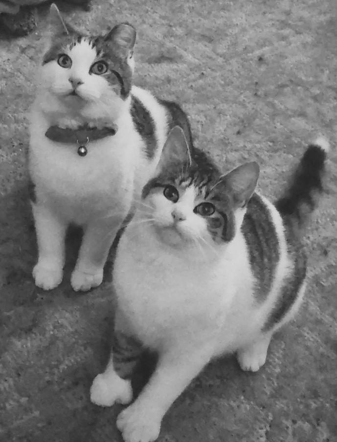 Enlarge Kaduna & Kapusta (Bonded Pair), a Adoptable Domestic Short Hair in Lake Orion, MI image 2/2