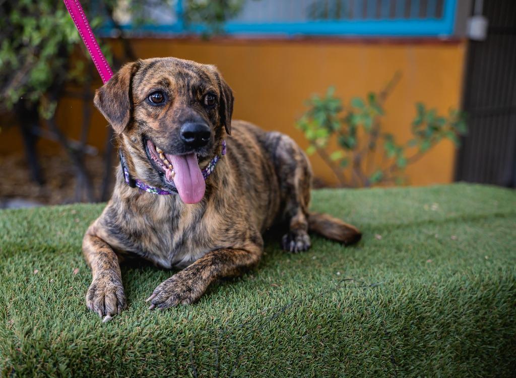 Lady Pinta, Adoptable, Young Female Plott Hound & Black Mouth Cur.