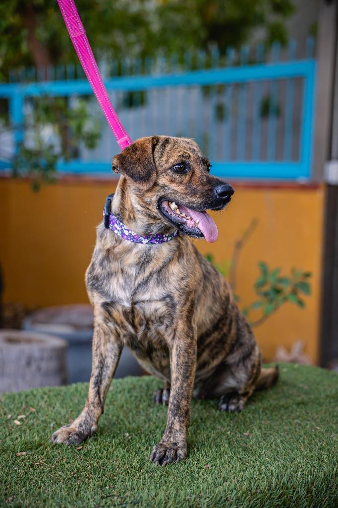 Lady Pinta, a Adoptable mixed breed in Anacortes, WA image 2/6