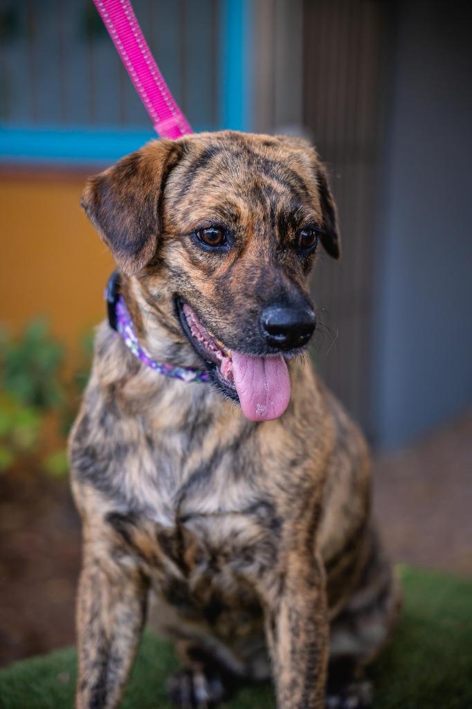 Lady Pinta, a Adoptable mixed breed in Anacortes, WA image 3/6