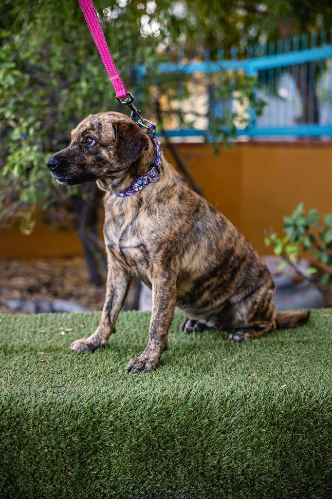 Lady Pinta, a Adoptable mixed breed in Anacortes, WA image 4/6