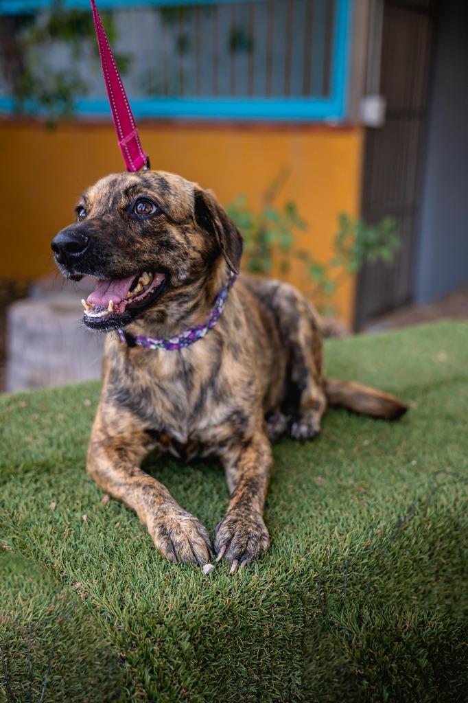 Lady Pinta, a Adoptable mixed breed in Anacortes, WA image 5/6
