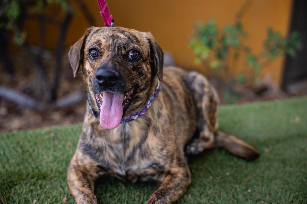 Lady Pinta, a Adoptable mixed breed in Anacortes, WA image 6/6