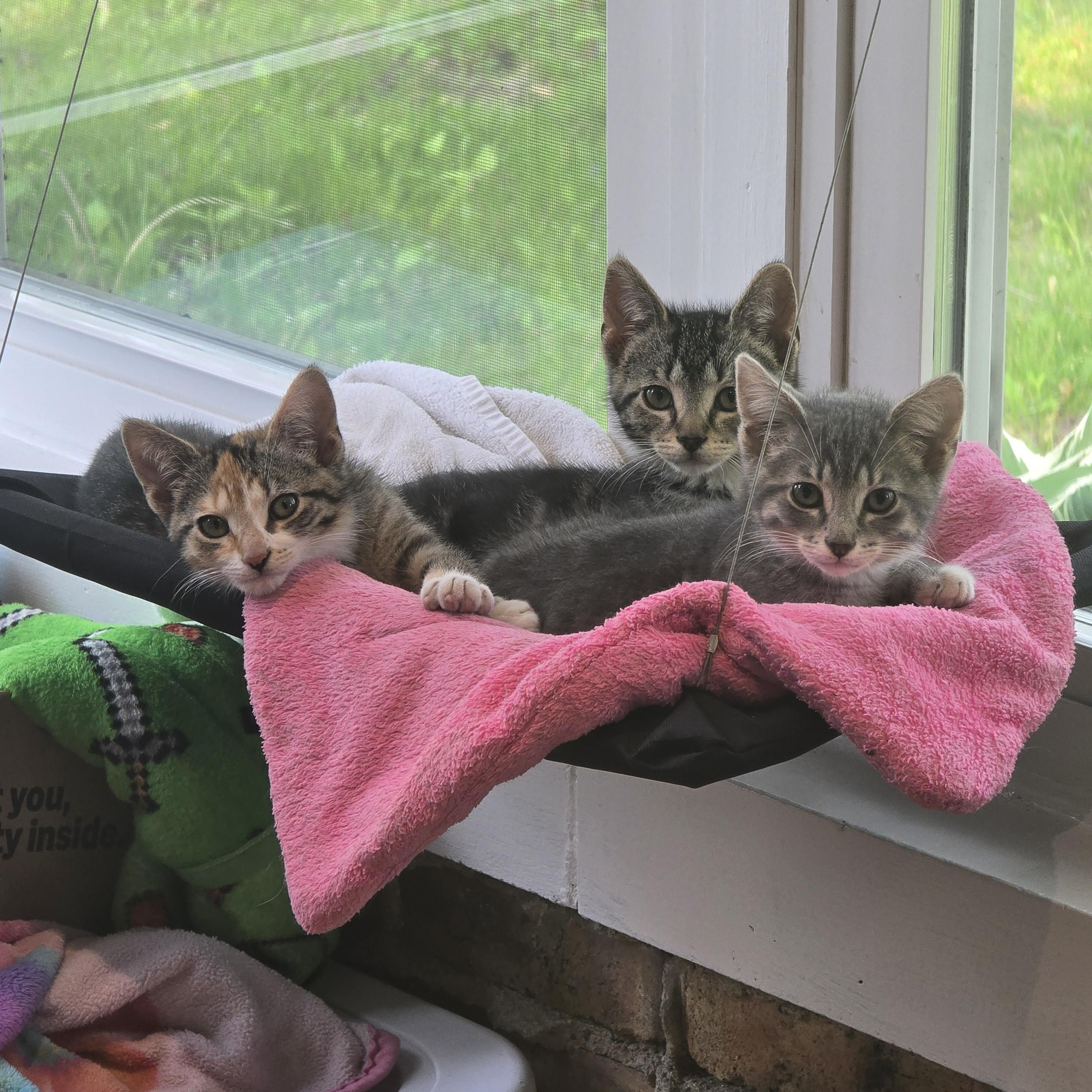 Sunshine, a Adoptable mixed breed in Wadsworth, IL image 3/3