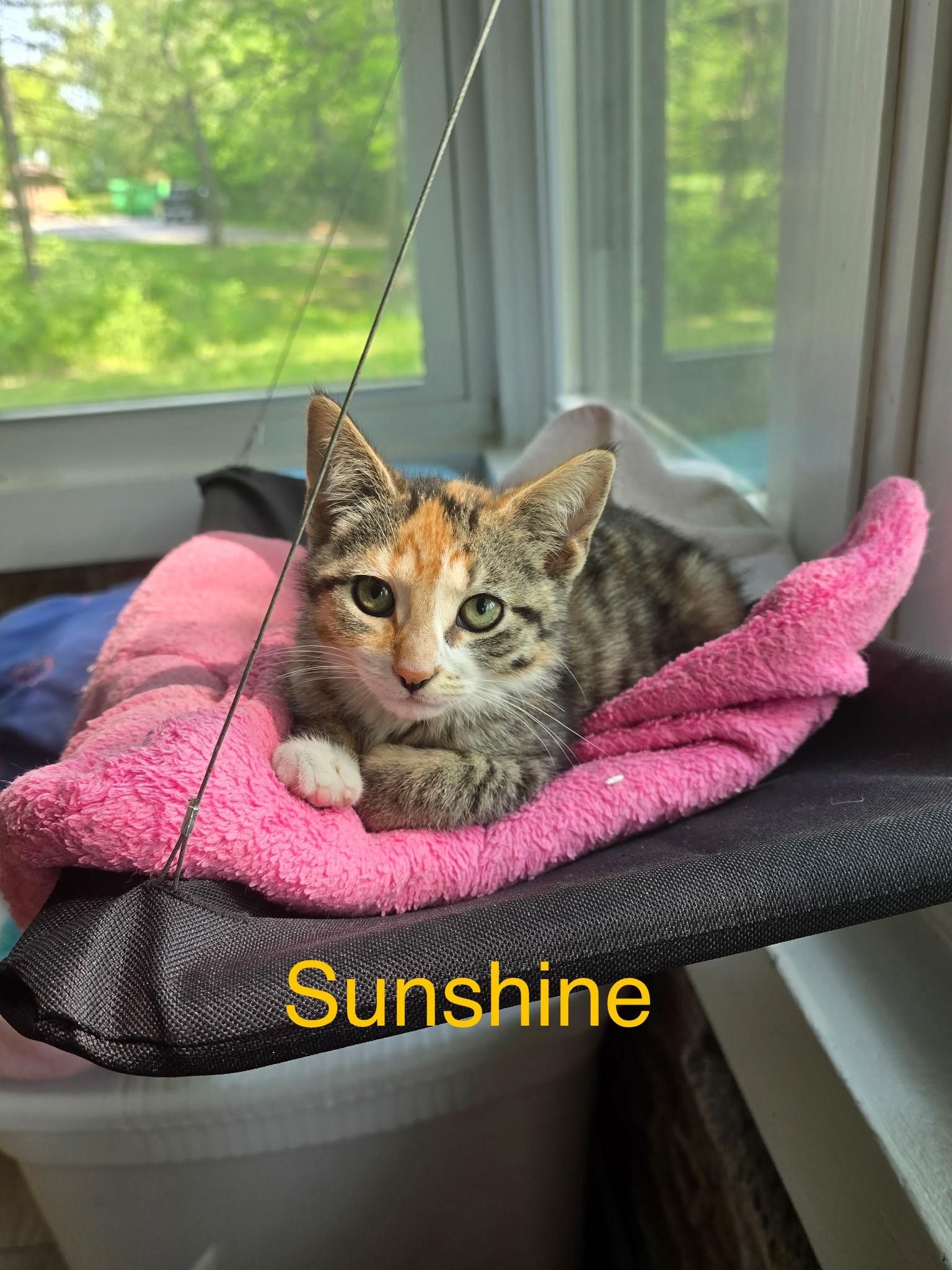 Sunshine, a Adoptable mixed breed in Wadsworth, IL image 1/3