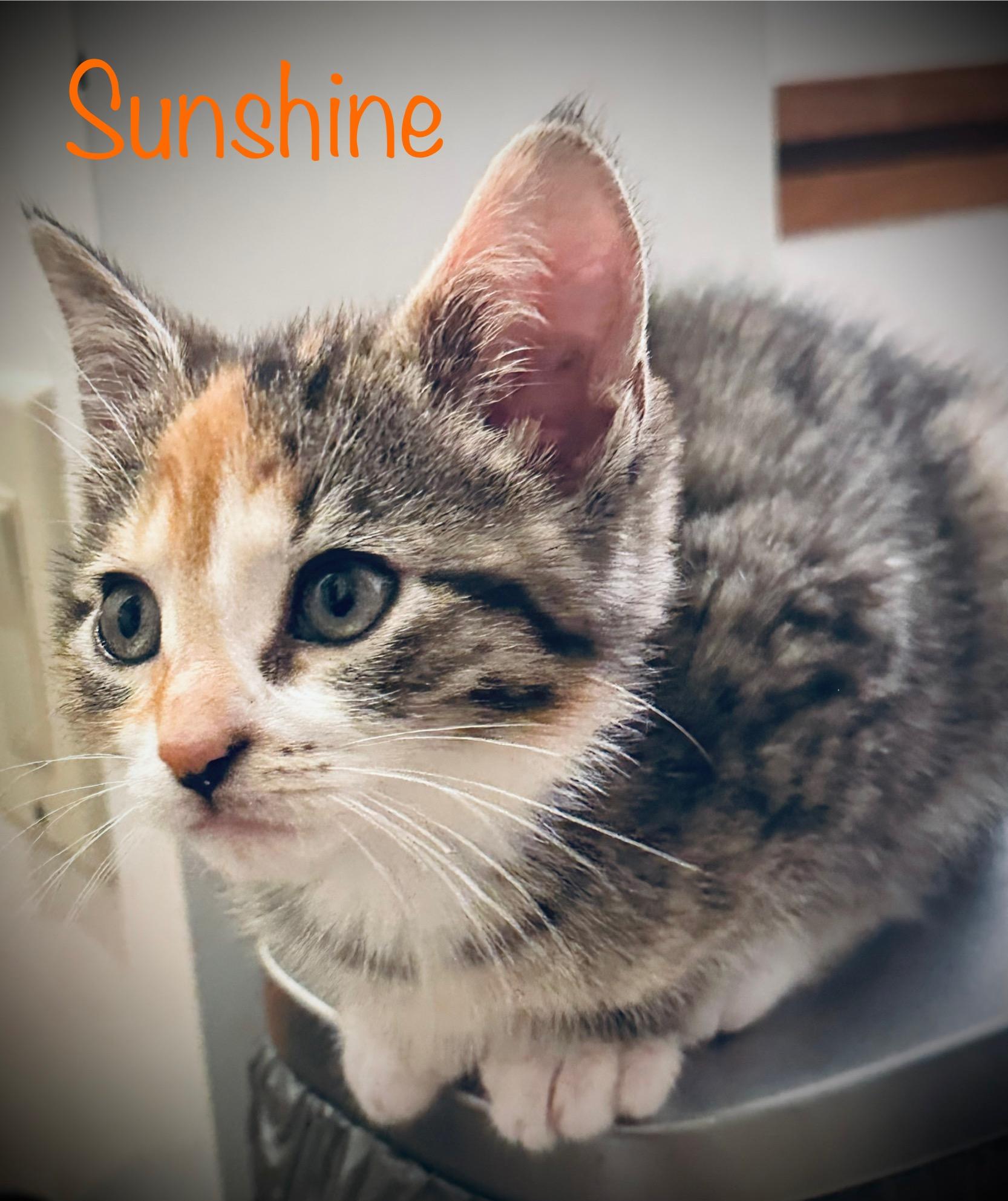 Sunshine, a Adoptable mixed breed in Wadsworth, IL image 2/3