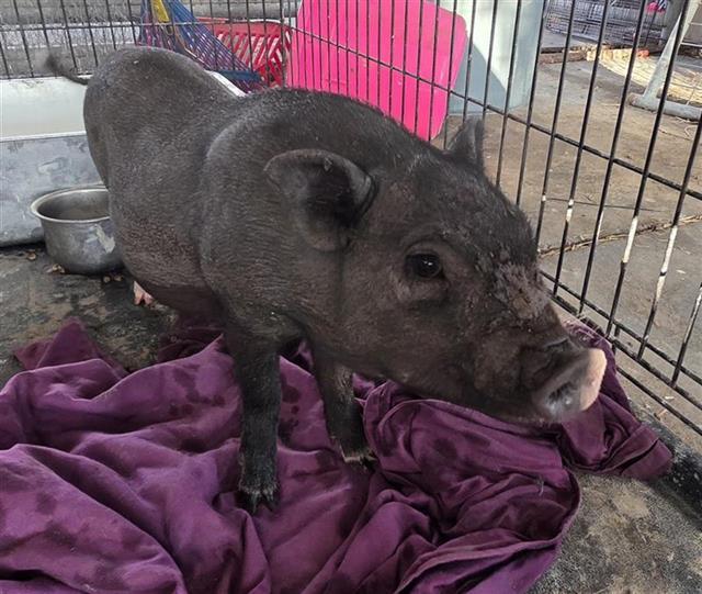 CUTIEPIE, Adoptable, Baby Male Pig.