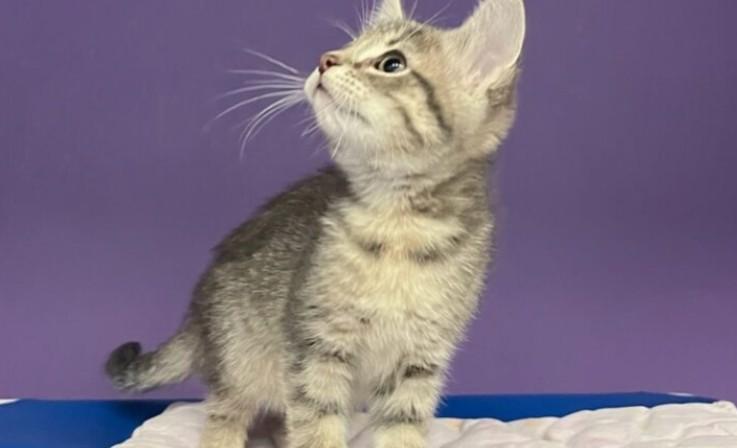 Rita Mae Brown, Baby Female Domestic Short Hair