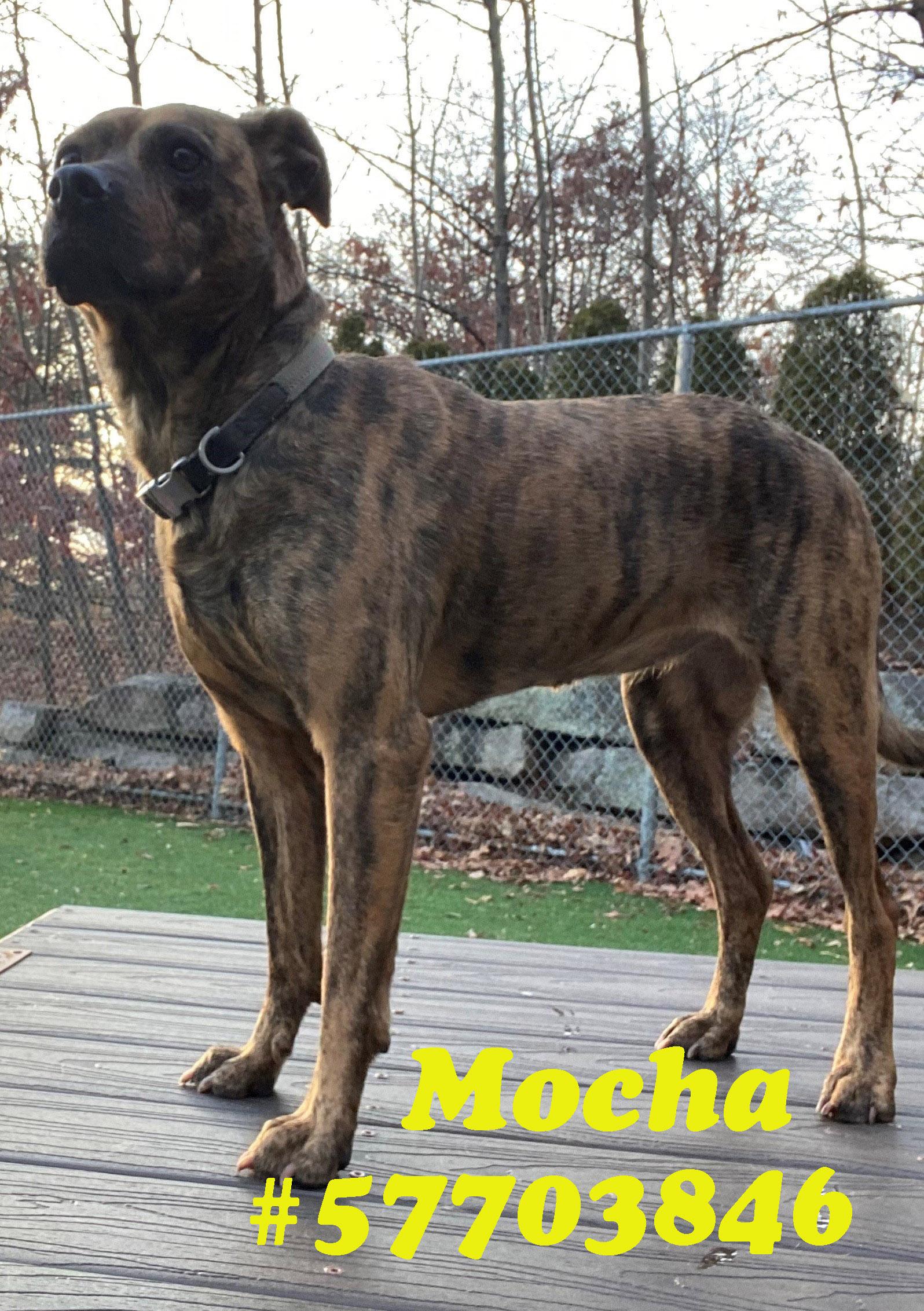 Mocha
