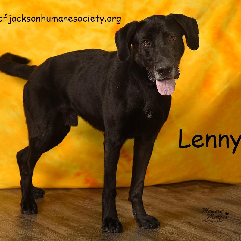 LENNON "LENNIE", Adoptable, Adult Male Shepherd & Mixed Breed.