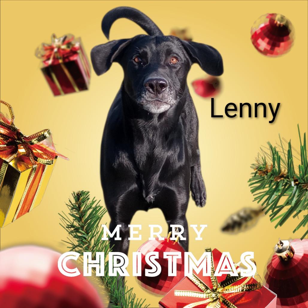 LENNON "LENNIE", Adoptable, Adult Male Shepherd.