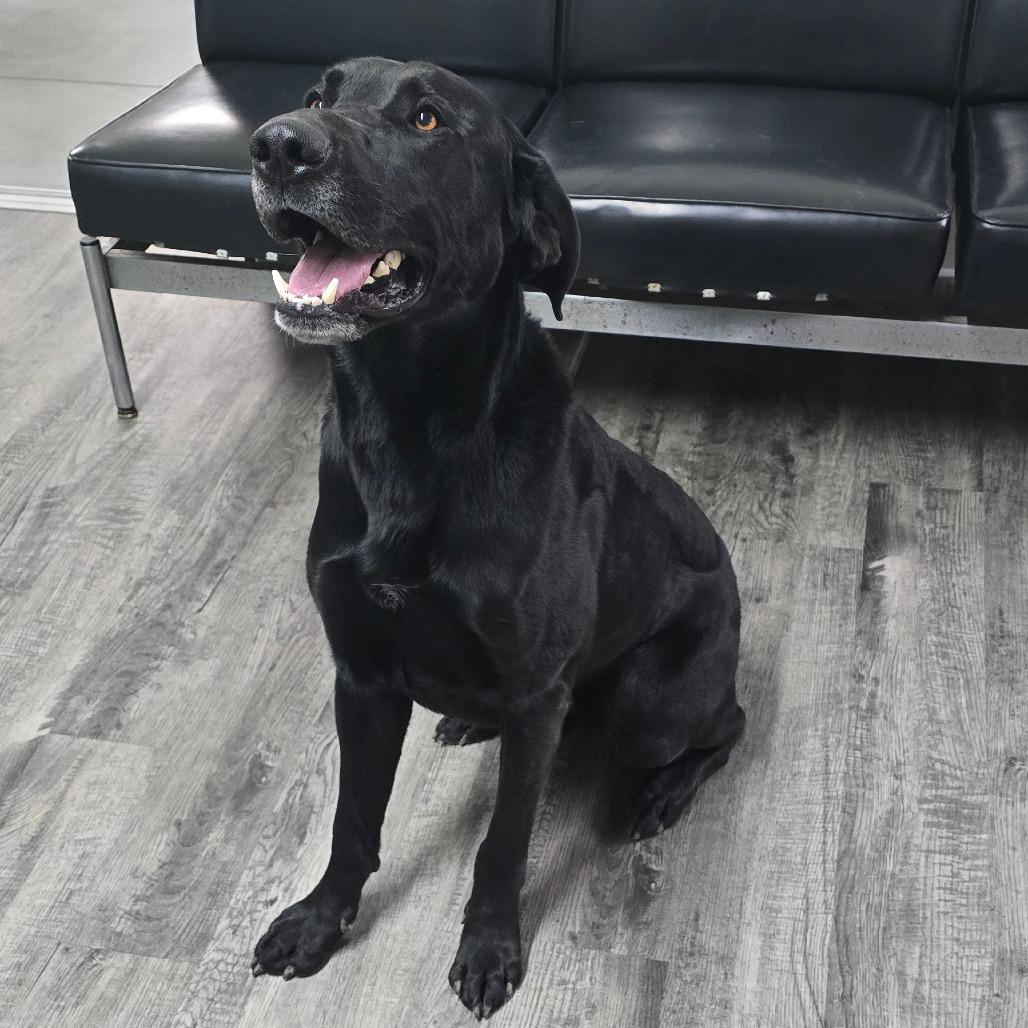 Enlarge LENNON "LENNIE", a Adoptable mixed breed in Holton, KS image 2/2