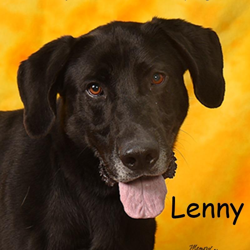 Enlarge LENNON "LENNIE", a Adoptable mixed breed in Holton, KS image 4/4