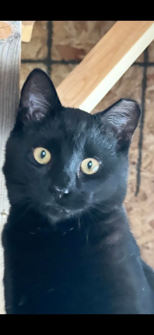 Enlarge Simon, a Adoptable Domestic Short Hair in Butte, MT image 1/1