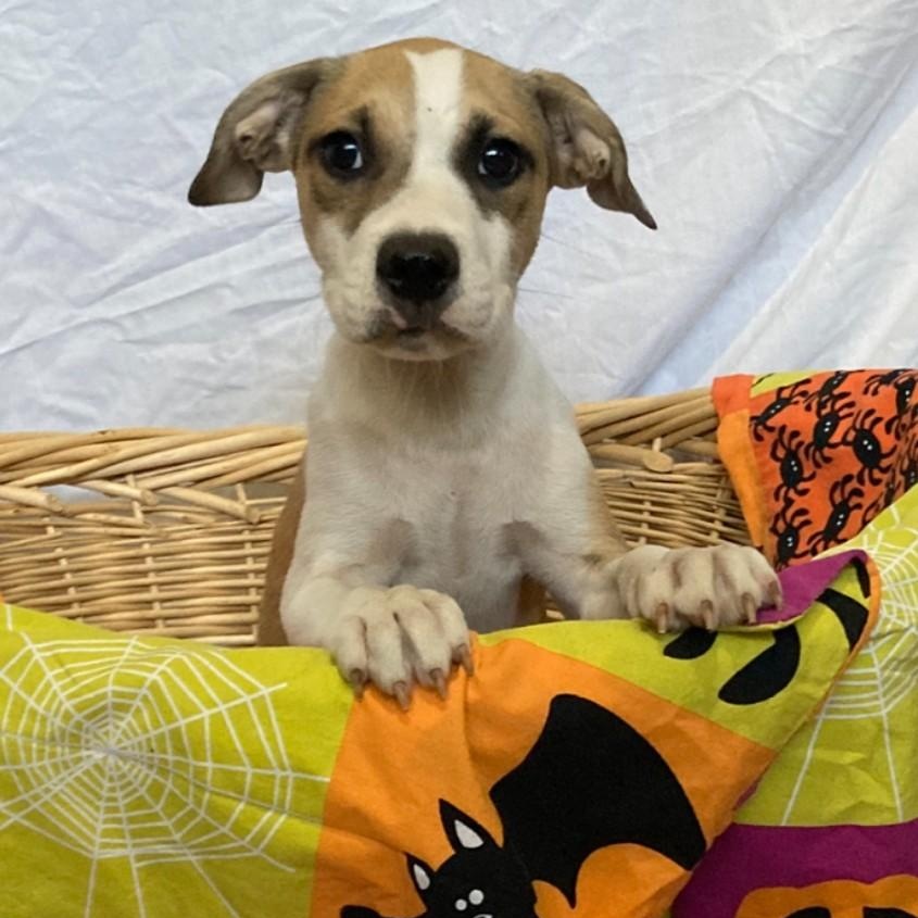 Enlarge Nash, a Adoptable mixed breed in Pensacola, FL image 2/4